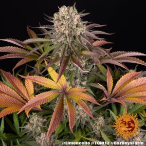Limoncello – Foto.Feminizada – Pack com 3 Unidades – Barney’s Farm