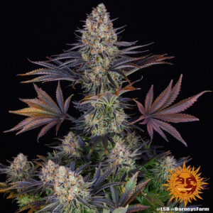 LSD – Foto.Feminizada – Pack com 3 Unidades – Barney’s Farm