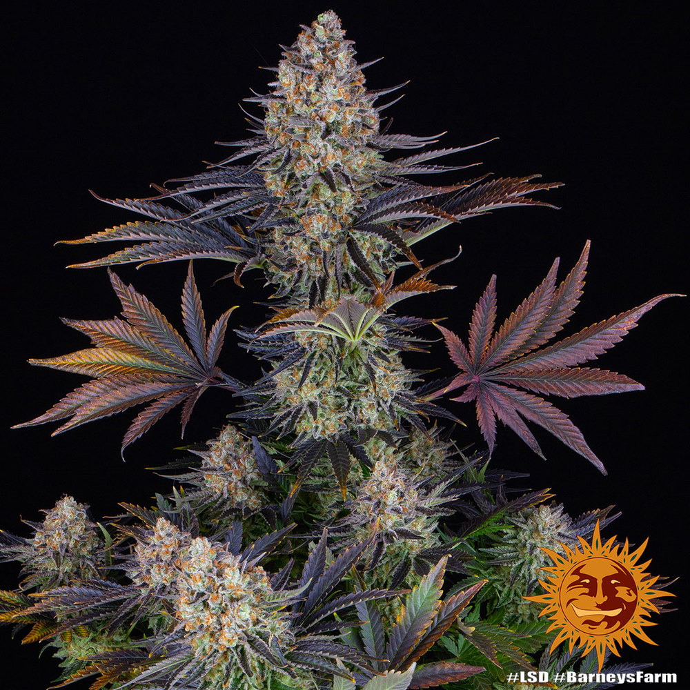 LSD – Foto.Feminizada – Pack com 3 Unidades – Barney’s Farm