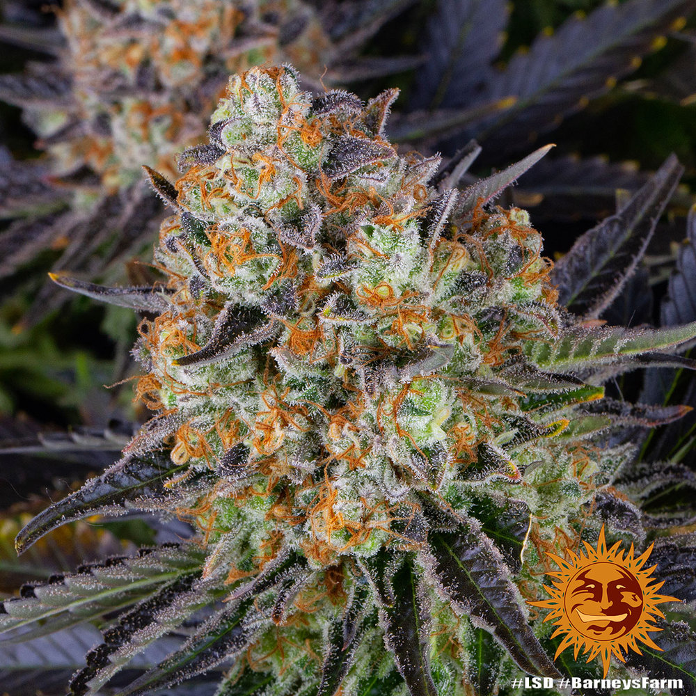 LSD – Foto.Feminizada – Pack com 3 Unidades – Barney’s Farm - Imagem 3