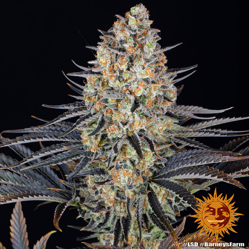 LSD – Foto.Feminizada – Pack com 3 Unidades – Barney’s Farm - Imagem 4