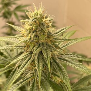 Mazzal Kush CBD – Foto.Feminizada – Pack com 3+1 Unidades – Sativa Creations