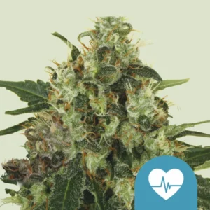 Medical Mass CBD– Foto.Feminizada – Pack com 3 Unidades – Royal Queen