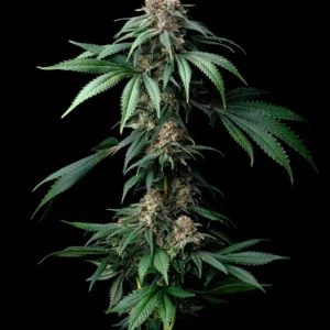 Mendo Breath – Foto.Feminizada – Pack com 3 Unidades – Barney’s Farm