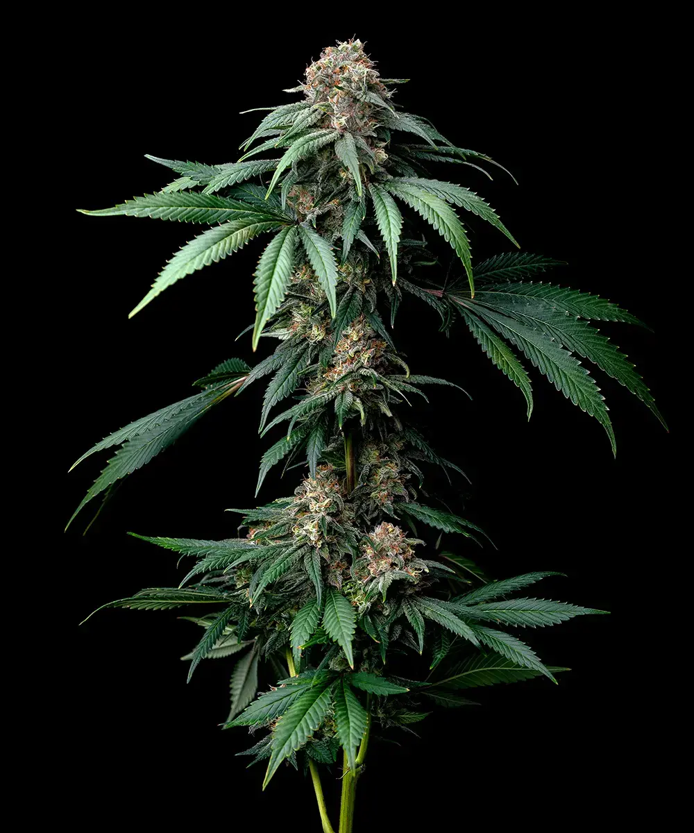 Mendo Breath – Foto.Feminizada – Pack com 3 Unidades – Barney’s Farm