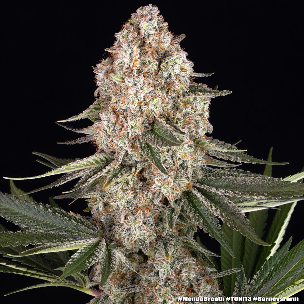 Mendo Breath – Foto.Feminizada – Pack com 3 Unidades – Barney’s Farm - Imagem 4
