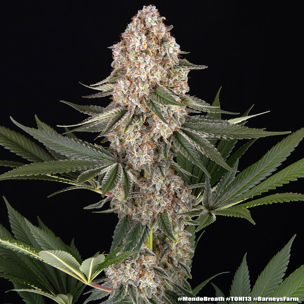 Mendo Breath – Foto.Feminizada – Pack com 3 Unidades – Barney’s Farm - Imagem 5