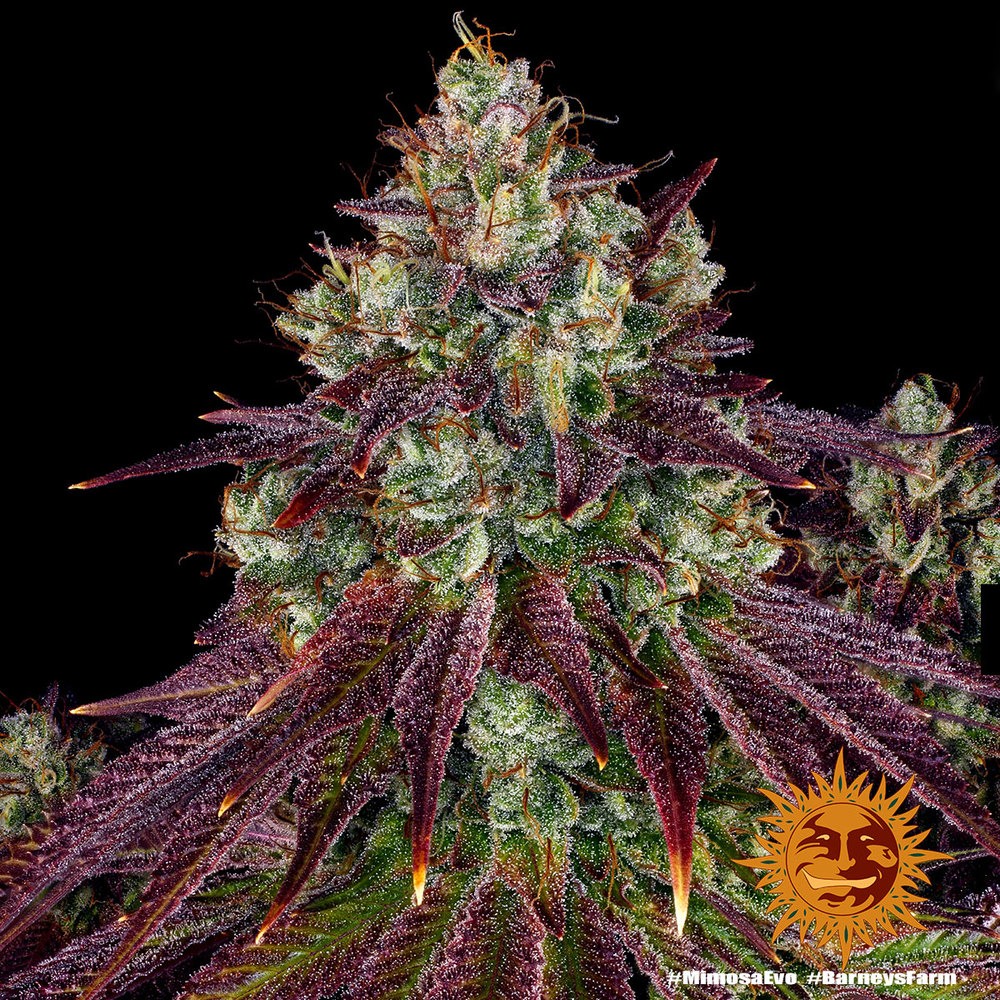 Mimosa Evo – Foto.Feminizada – Pack com 3 Unidades – Barney’s Farm - Imagem 2