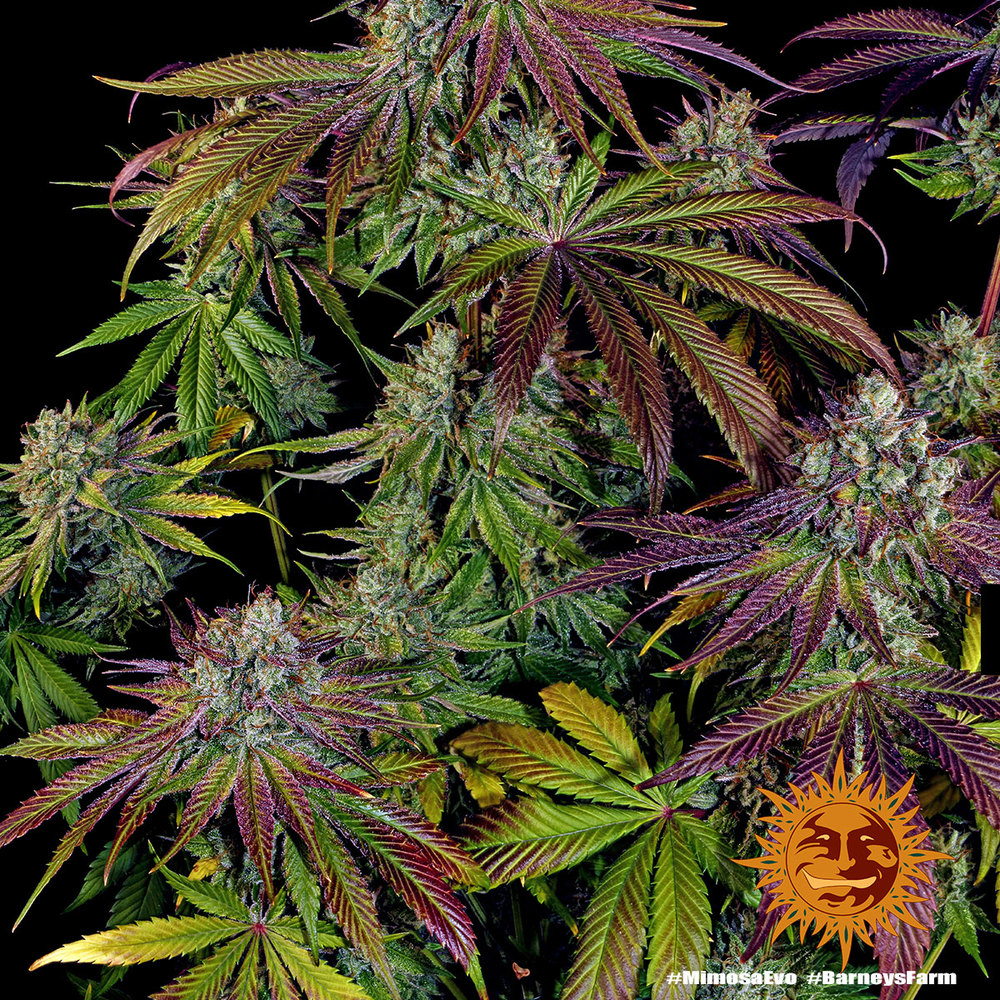 Mimosa Evo – Foto.Feminizada – Pack com 3 Unidades – Barney’s Farm - Imagem 3