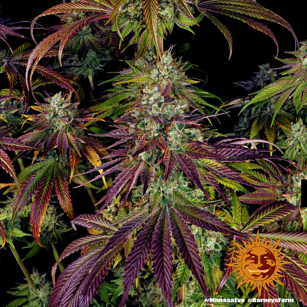 Mimosa Evo – Foto.Feminizada – Pack com 3 Unidades – Barney’s Farm - Imagem 4
