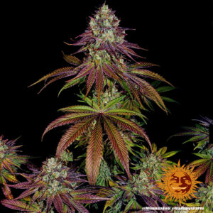 Mimosa Evo – Foto.Feminizada – Pack com 3 Unidades – Barney’s Farm