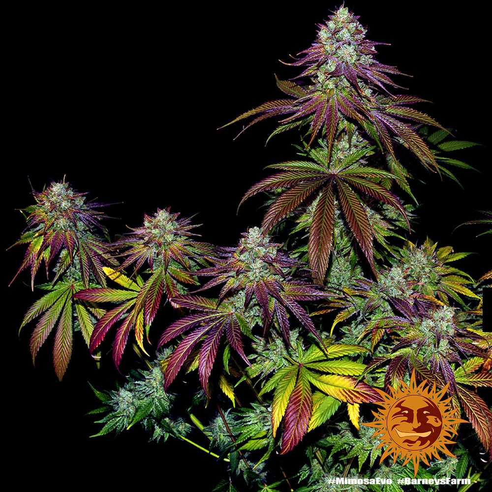 Mimosa Evo – Foto.Feminizada – Pack com 3 Unidades – Barney’s Farm - Imagem 6