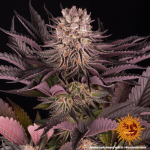 Mimosa x Orange Punch – Foto.Feminizada – Pack com 3 Unidades – Barney’s Farm