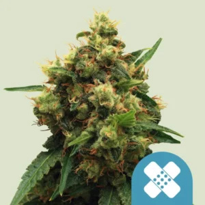 Painkiller XL CBD– Foto.Feminizada – Pack com 3 Unidades – Royal Queen