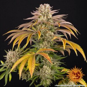Pineapple Express – Foto.Feminizada – Pack com 3 Unidades – Barney’s Farm
