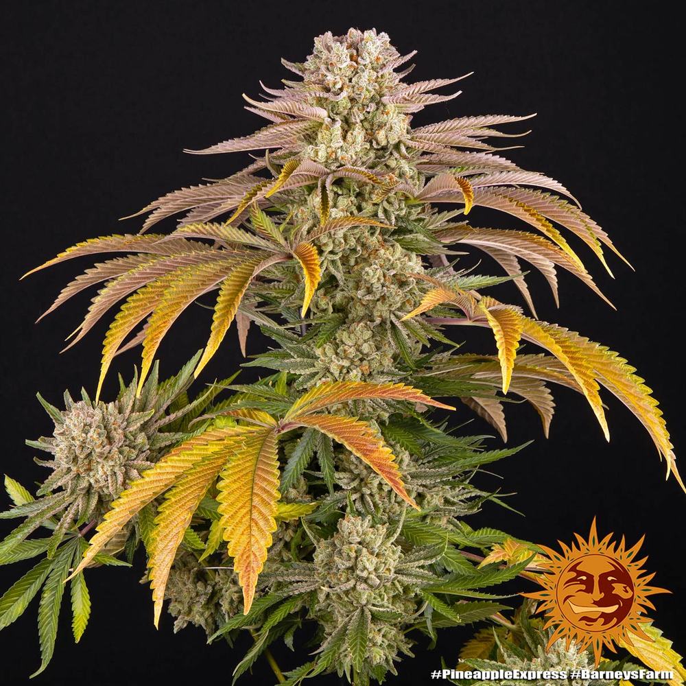 Pineapple Express – Foto.Feminizada – Pack com 3 Unidades – Barney’s Farm