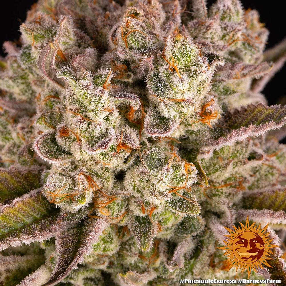 Pineapple Express – Foto.Feminizada – Pack com 3 Unidades – Barney’s Farm - Imagem 3