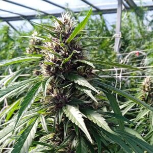 Pink Lime CBD – Automática – Pack com 3+1 Unidades – Sativa Creations
