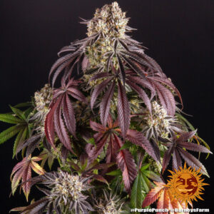 Purple Punch – Foto.Feminizada – Pack com 3 Unidades – Barney’s Farm