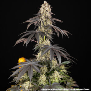 Rainbow Sherbet – Foto.Feminizada – Pack com 3 Unidades – Barney’s Farm