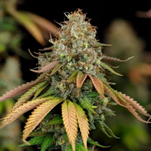 Royal Highness CBD– Foto.Feminizada – Pack com 3 Unidades – Royal Queen