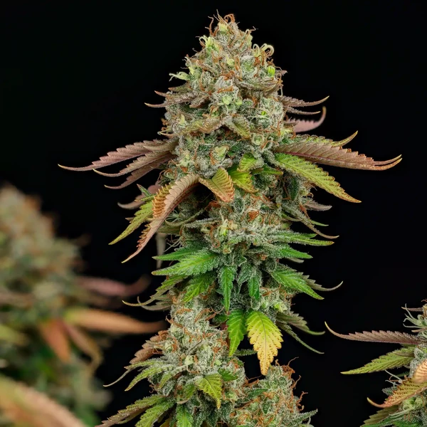 Royal Highness CBD– Foto.Feminizada – Pack com 3 Unidades – Royal Queen - Imagem 3