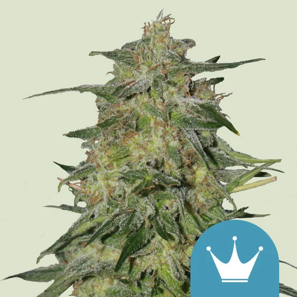 Royal Highness CBD– Foto.Feminizada – Pack com 3 Unidades – Royal Queen - Imagem 4