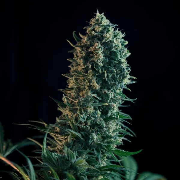 Royal Medic CBD– Foto.Feminizada – Pack com 3 Unidades – Royal Queen - Imagem 2