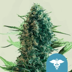 Royal Medic CBD– Foto.Feminizada – Pack com 3 Unidades – Royal Queen
