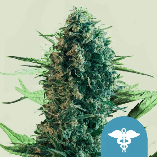 Royal Medic CBD– Foto.Feminizada – Pack com 3 Unidades – Royal Queen