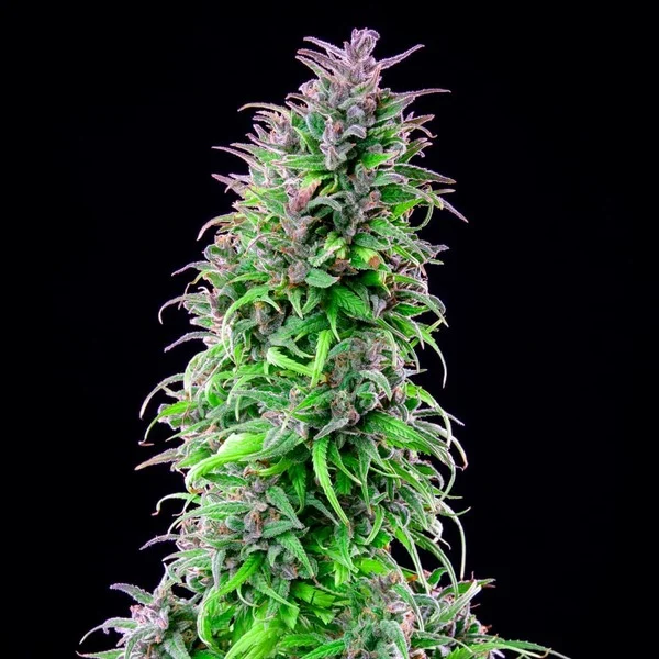 Royal THCV – Foto.Feminizada – Pack com 3 Unidades – Royal Queen - Imagem 3