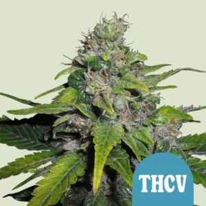 Royal THCV – Foto.Feminizada – Pack com 3 Unidades – Royal Queen