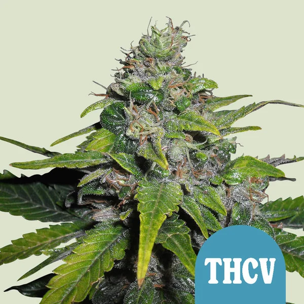 Royal THCV – Foto.Feminizada – Pack com 3 Unidades – Royal Queen