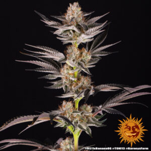 RS11 x Banana OG – Foto.Feminizada – Pack com 3 Unidades – Barney’s Farm