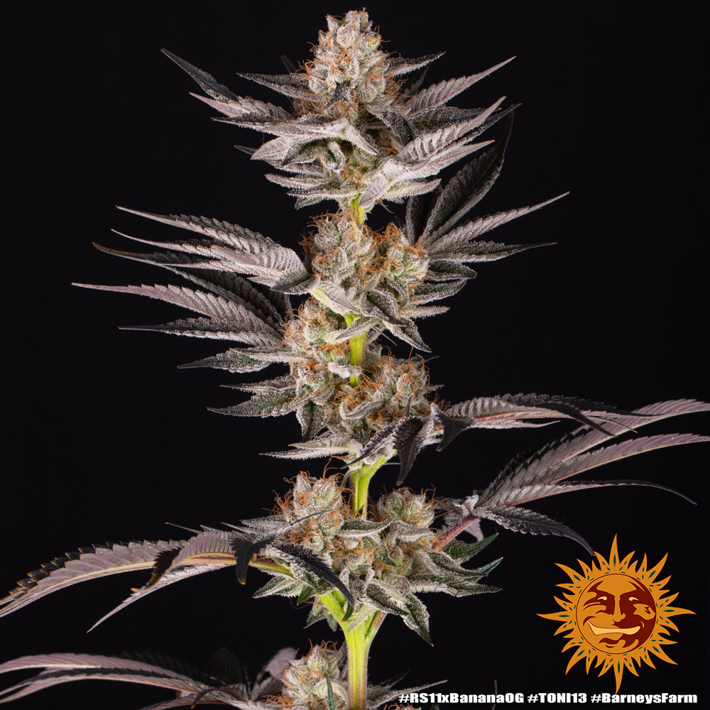 RS11 x Banana OG – Foto.Feminizada – Pack com 3 Unidades – Barney’s Farm