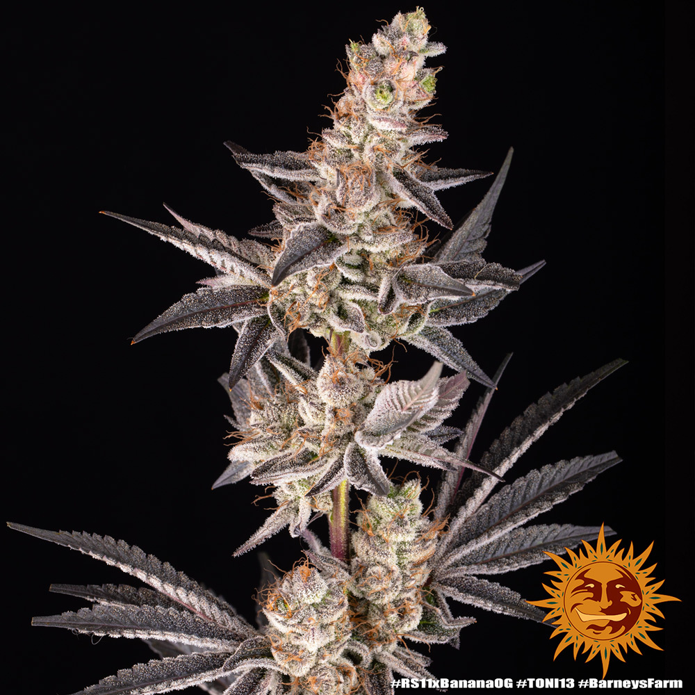 RS11 x Banana OG – Foto.Feminizada – Pack com 3 Unidades – Barney’s Farm - Imagem 5