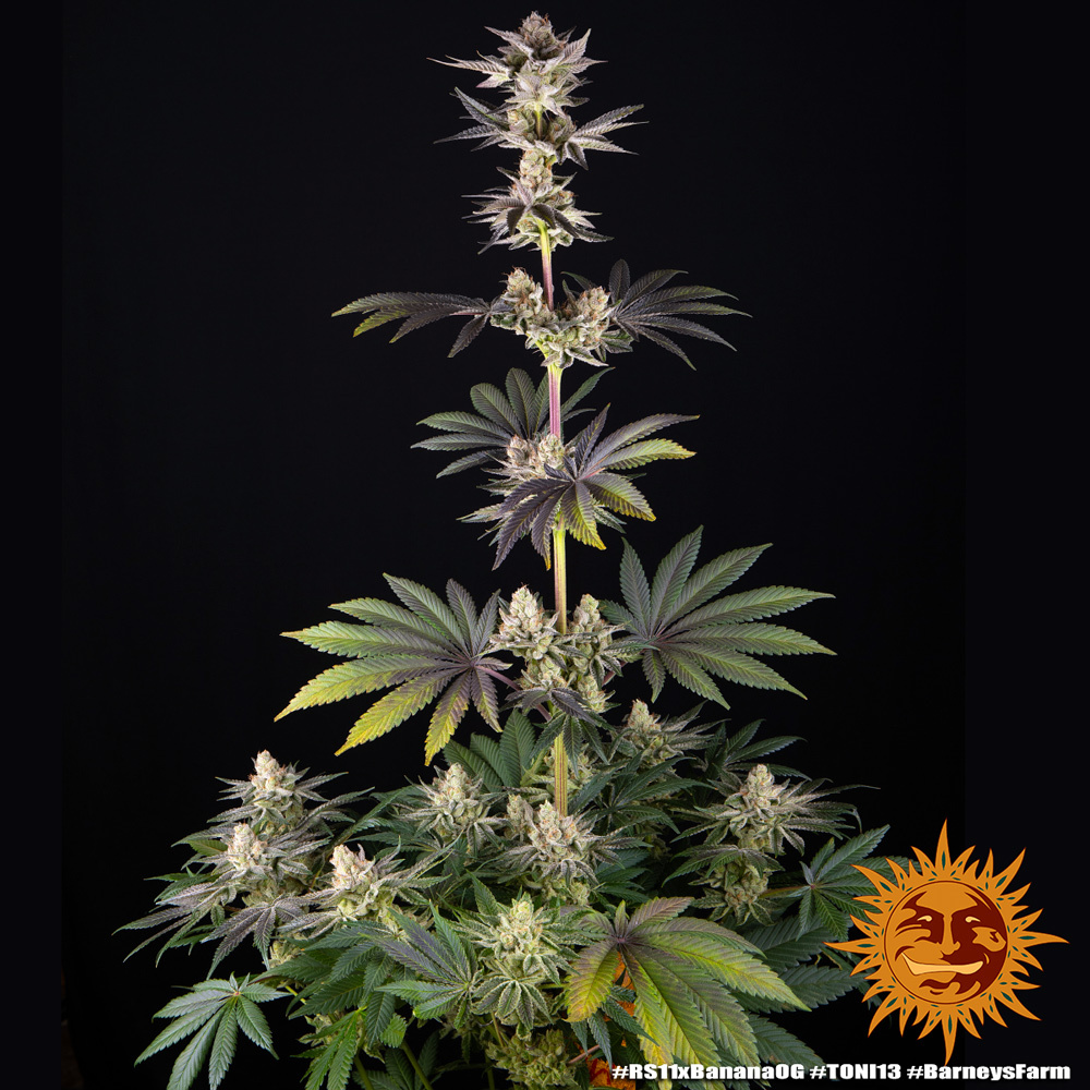 RS11 x Banana OG – Foto.Feminizada – Pack com 3 Unidades – Barney’s Farm - Imagem 4