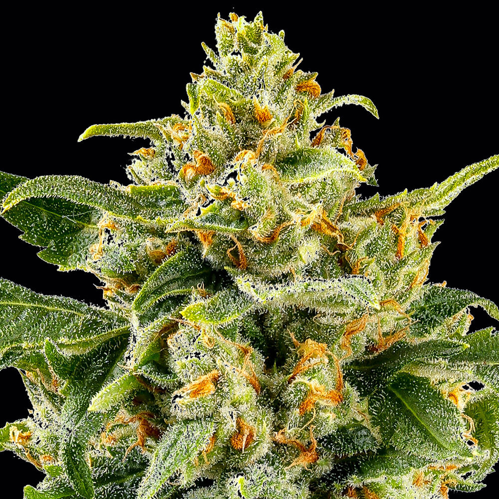 Skunk #1 – Foto.Feminizada – Pack com 3 Unidades – Barney’s Farm - Imagem 3