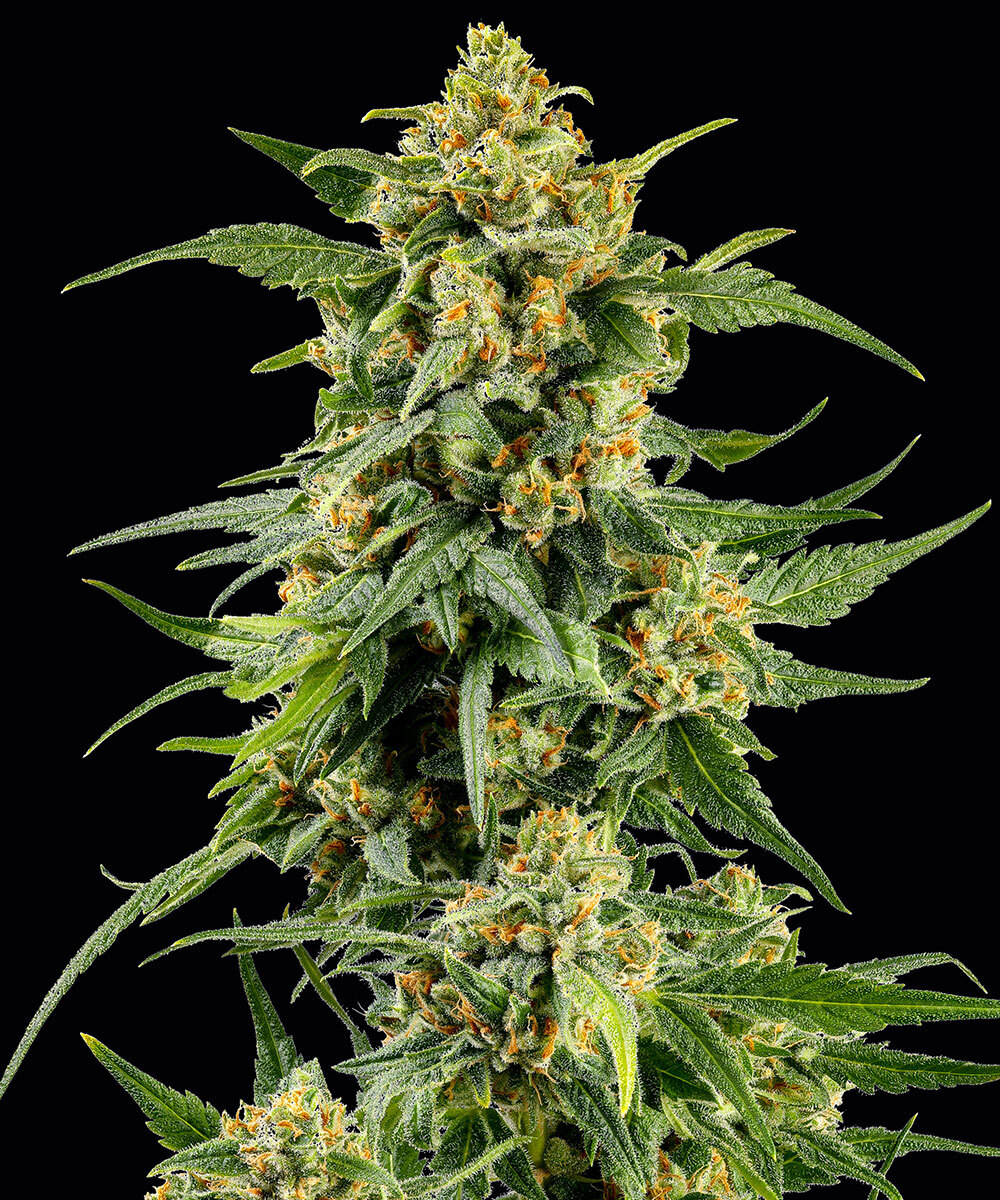 Skunk #1 – Foto.Feminizada – Pack com 3 Unidades – Barney’s Farm - Imagem 4