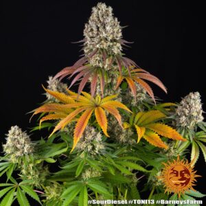 Sour Diesel – Foto.Feminizada – Pack com 3 Unidades – Barney’s Farm