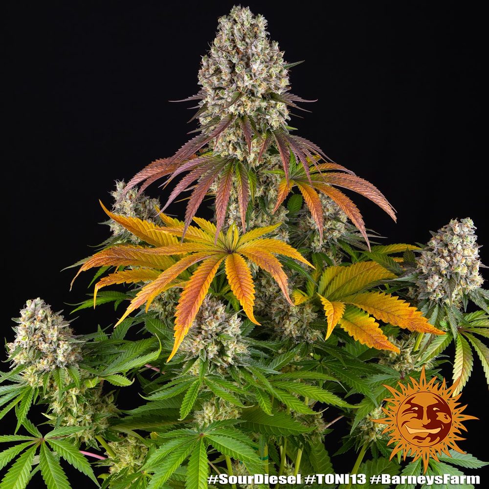 Sour Diesel – Foto.Feminizada – Pack com 3 Unidades – Barney’s Farm