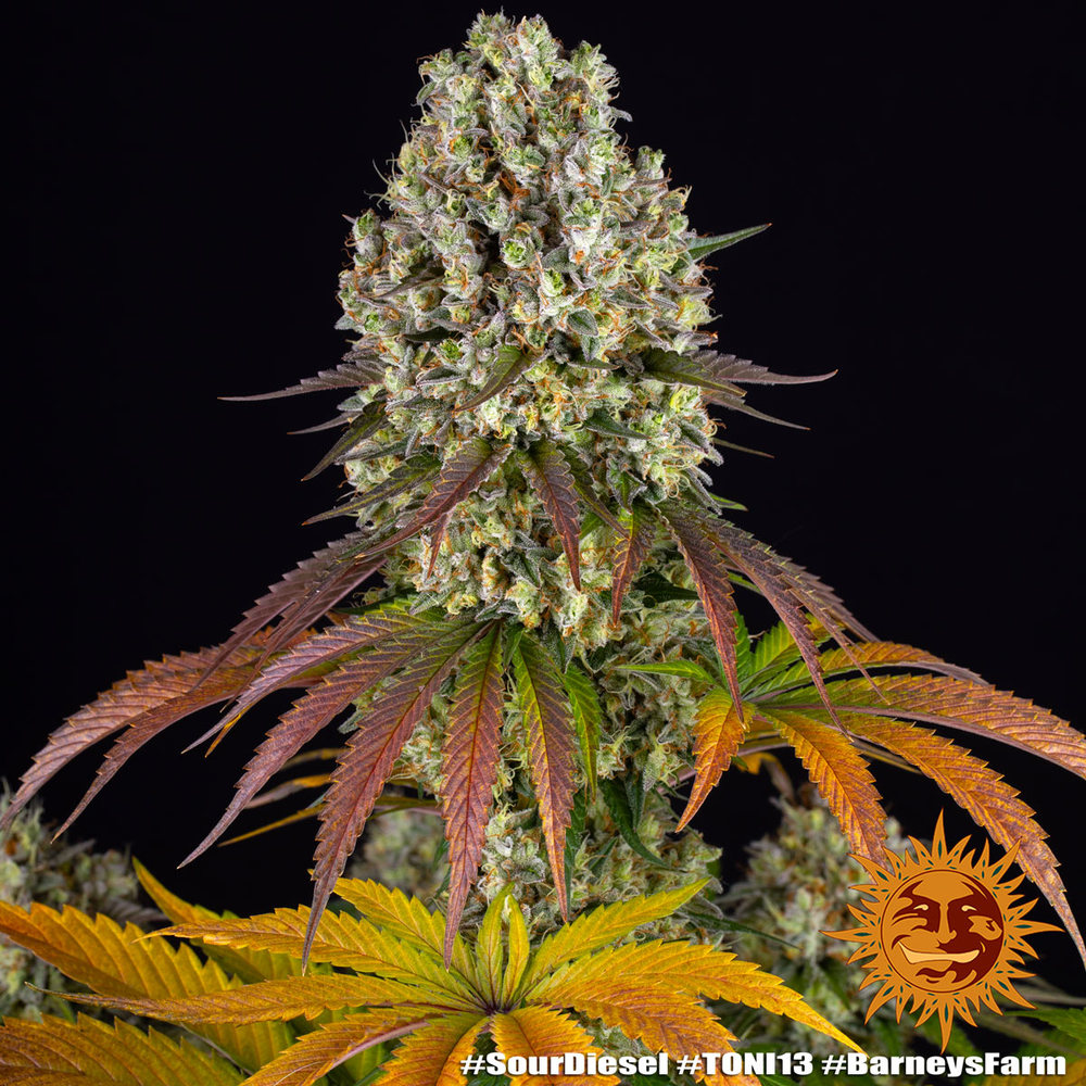 Sour Diesel – Foto.Feminizada – Pack com 3 Unidades – Barney’s Farm - Imagem 3
