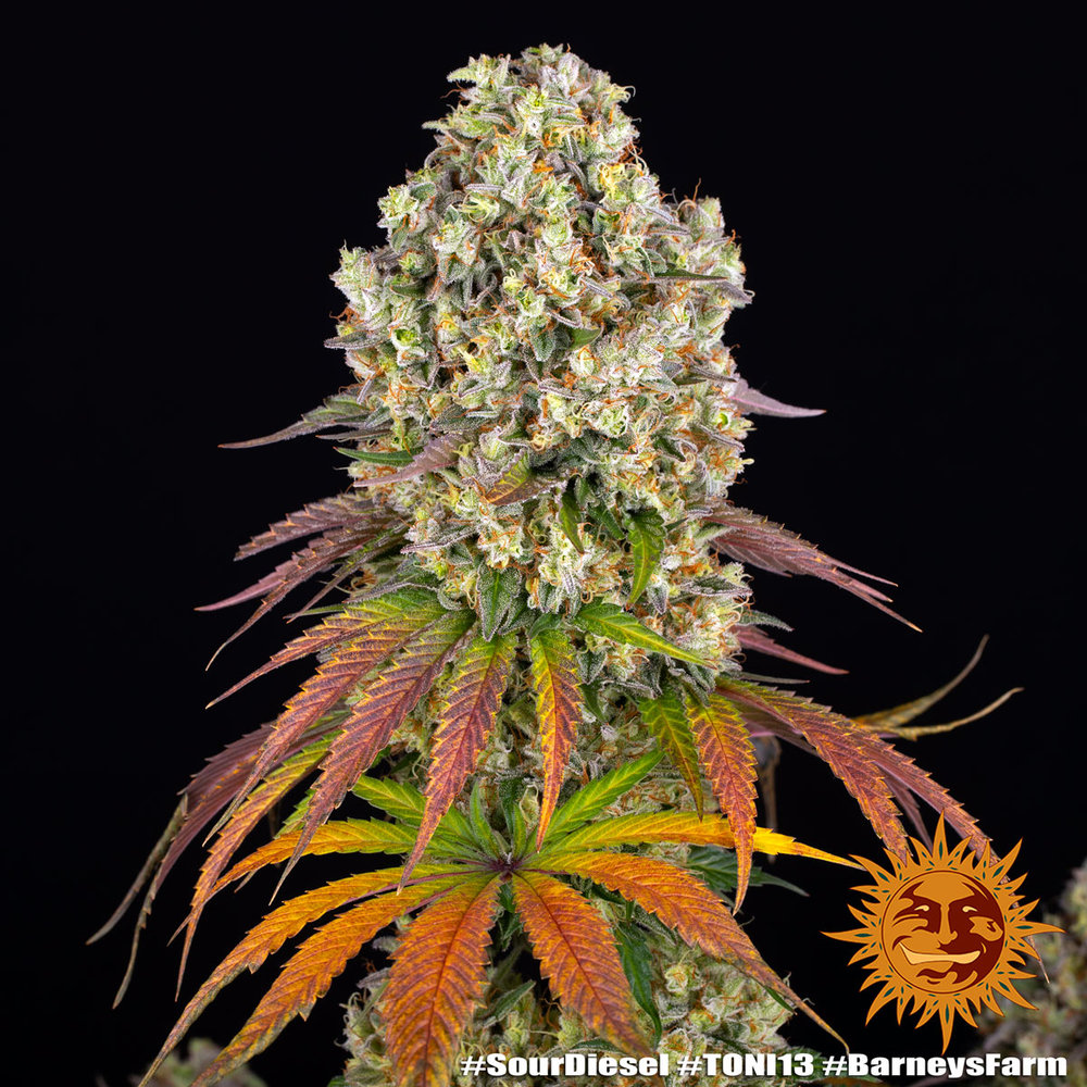 Sour Diesel – Foto.Feminizada – Pack com 3 Unidades – Barney’s Farm - Imagem 4