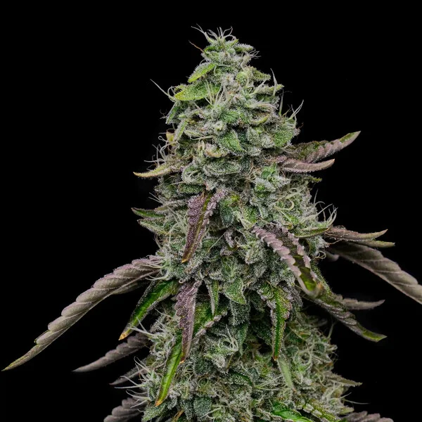 Special Kush 1 – Foto.Feminizada – Pack com 3 Unidades – Royal Queen - Imagem 4