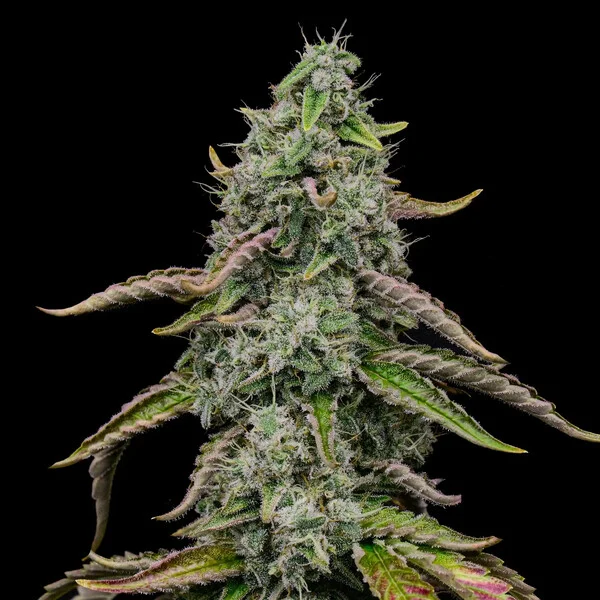 Special Kush 1 – Foto.Feminizada – Pack com 3 Unidades – Royal Queen - Imagem 2