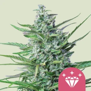 Special Kush 1 – Foto.Feminizada – Pack com 3 Unidades – Royal Queen