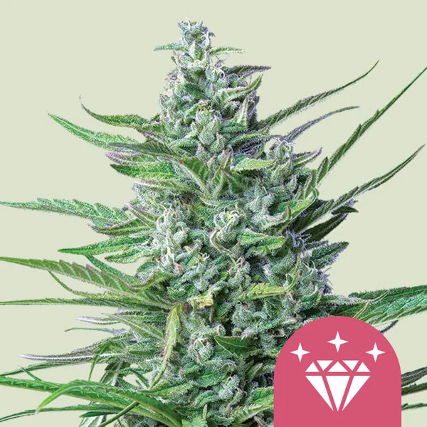 Special Kush 1 – Foto.Feminizada – Pack com 3 Unidades – Royal Queen