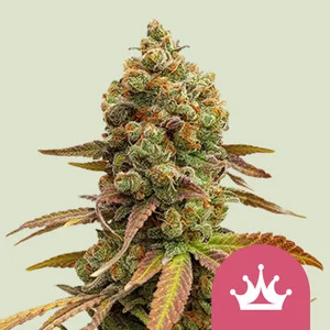 Special Queen 1 – Foto.Feminizada – Pack com 3 Unidades – Royal Queen
