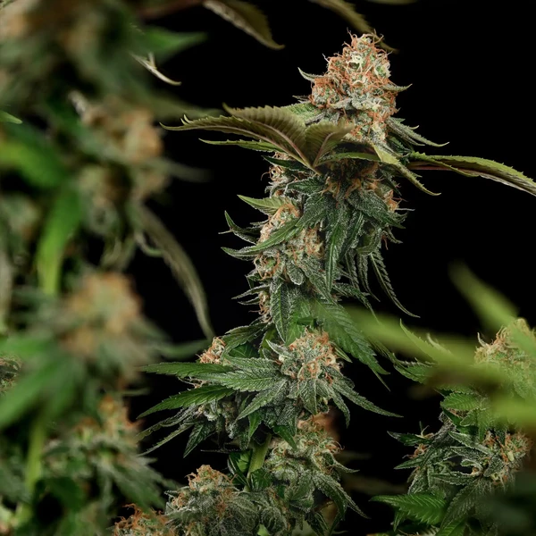 Tatanka Pure CBD– Foto.Feminizada – Pack com 3 Unidades – Royal Queen - Imagem 2