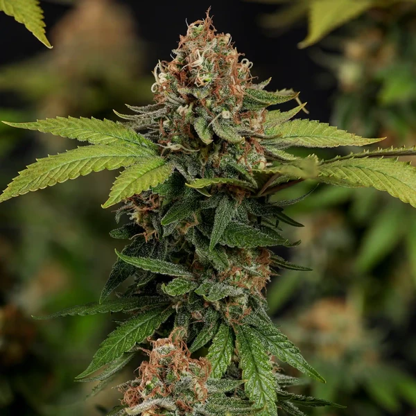 Tatanka Pure CBD– Foto.Feminizada – Pack com 3 Unidades – Royal Queen - Imagem 3